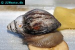 achatina achatina giant tiger land snail achatina achatina giant tiger land snail