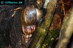achatina fulica african giant freshwater snail achatina fulica african giant freshwater snail