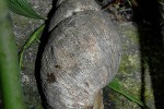 achatina fulica african giant freshwater snail achatina fulica african giant freshwater snail