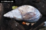 achatina species african giant land snail achatina species african giant land snail