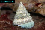 astraea tecta conehead algae eater snail astraea tecta conehead algae eater snail