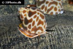 babylonia zeylanica orange turbo snail babylonia zeylanica orange turbo snail