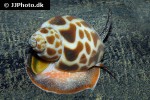 babylonia zeylanica orange turbo snail babylonia zeylanica orange turbo snail