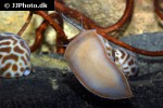 babylonia zeylanica orange turbo snail babylonia zeylanica orange turbo snail