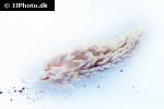 berghia verrucicornis berghia nudibranch berghia verrucicornis berghia nudibranch