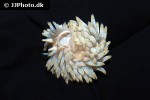 berghia verrucicornis berghia nudibranch berghia verrucicornis berghia nudibranch