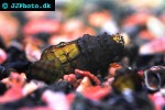 brotia costula costula algae snail brotia costula costula algae snail