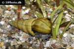 brotia herculea screwdriver snail brotia herculea screwdriver snail