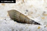 brotia herculea screwdriver snail brotia herculea screwdriver snail