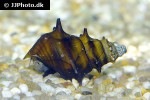 brotia pagodula horned armour snail brotia pagodula horned armour snail