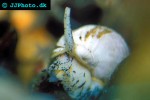 buccinum undatum common whelk buccinum undatum common whelk