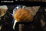 buccinum undatum common whelk buccinum undatum common whelk