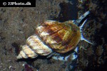 buccinum undatum common whelk buccinum undatum common whelk