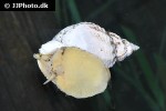buccinum undatum common whelk buccinum undatum common whelk