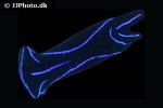 chelidonura varians blue velvet sea slug chelidonura varians blue velvet sea slug