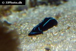 chelidonura varians blue velvet sea slug chelidonura varians blue velvet sea slug