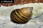 cipangopaludina lecythoides tiger towerlid snail cipangopaludina lecythoides tiger towerlid snail