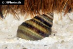 cipangopaludina lecythoides tiger towerlid snail cipangopaludina lecythoides tiger towerlid snail