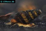 clea helena assasin snail clea helena assasin snail