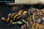 clea helena assasin snail clea helena assasin snail
