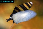 clea helena assasin snail clea helena assasin snail