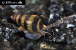 clea helena assasin snail clea helena assasin snail