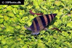 clea helena assasin snail clea helena assasin snail