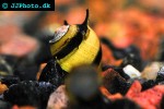 clithon souleyetana zebra spiny snail clithon souleyetana zebra spiny snail