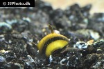 clithon souleyetana zebra spiny snail clithon souleyetana zebra spiny snail