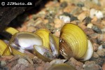 corbicula javanicus yellow clam corbicula javanicus yellow clam