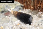 faunus ater bicolor faunus snail faunus ater bicolor faunus snail
