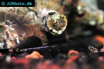 faunus ater black faunus snail faunus ater black faunus snail