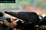faunus ater black faunus snail faunus ater black faunus snail
