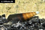 faunus species bicolor faunus snail faunus species bicolor faunus snail
