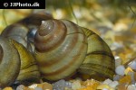 filopaludina sumatrensis tiger towertop snail filopaludina sumatrensis tiger towertop snail