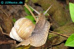 helix pomatia roman snail helix pomatia roman snail