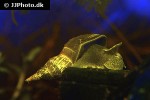 lymnaea stagnalis great pond snail lymnaea stagnalis great pond snail