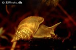 lymnaea stagnalis great pond snail lymnaea stagnalis great pond snail