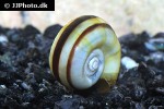 marisa cornuarietis giant ramshorn snail marisa cornuarietis giant ramshorn snail