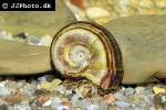 marisa rotula colombian ramshorn snail marisa rotula colombian ramshorn snail