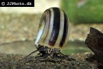 marisa rotula colombian ramshorn snail marisa rotula colombian ramshorn snail