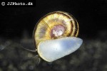 marisa rotula colombian ramshorn snail marisa rotula colombian ramshorn snail