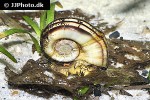 marisa rotula colombian ramshorn snail marisa rotula colombian ramshorn snail