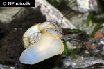marisa rotula colombian ramshorn snail marisa rotula colombian ramshorn snail