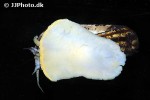 marisa rotula colombian ramshorn snail marisa rotula colombian ramshorn snail