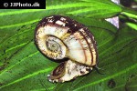 marisa rotula colombian ramshorn snail marisa rotula colombian ramshorn snail