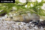 melanoides tuberculata malaysian trumpet snail melanoides tuberculata malaysian trumpet snail