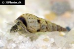 melanoides tuberculata spotted malaysian trumpet snail melanoides tuberculata spotted malaysian trumpet snail