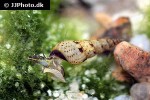 melanoides tuberculata spotted malaysian trumpet snail melanoides tuberculata spotted malaysian trumpet snail
