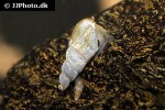 melanoides tuberculata spotted malaysian trumpet snail melanoides tuberculata spotted malaysian trumpet snail